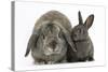 Adult Lop and Baby Agouti Rabbits-Mark Taylor-Stretched Canvas