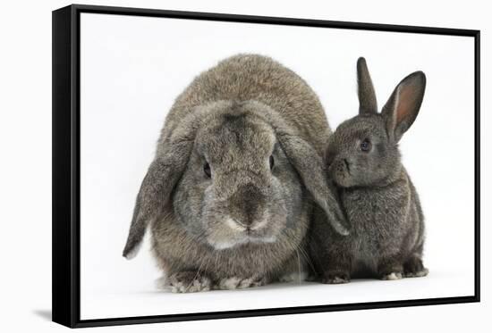 Adult Lop and Baby Agouti Rabbits-Mark Taylor-Framed Stretched Canvas