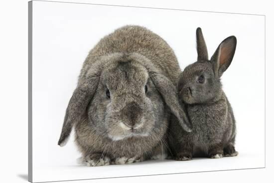 Adult Lop and Baby Agouti Rabbits-Mark Taylor-Stretched Canvas