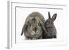 Adult Lop and Baby Agouti Rabbits-Mark Taylor-Framed Photographic Print