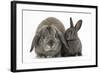 Adult Lop and Baby Agouti Rabbits-Mark Taylor-Framed Photographic Print