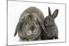 Adult Lop and Baby Agouti Rabbits-Mark Taylor-Mounted Photographic Print