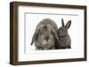 Adult Lop and Baby Agouti Rabbits-Mark Taylor-Framed Photographic Print