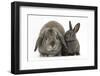 Adult Lop and Baby Agouti Rabbits-Mark Taylor-Framed Photographic Print