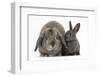 Adult Lop and Baby Agouti Rabbits-Mark Taylor-Framed Photographic Print