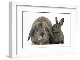 Adult Lop and Baby Agouti Rabbits-Mark Taylor-Framed Photographic Print