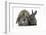 Adult Lop and Baby Agouti Rabbits-Mark Taylor-Framed Photographic Print