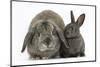 Adult Lop and Baby Agouti Rabbits-Mark Taylor-Mounted Photographic Print