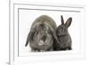 Adult Lop and Baby Agouti Rabbits-Mark Taylor-Framed Photographic Print