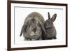 Adult Lop and Baby Agouti Rabbits-Mark Taylor-Framed Photographic Print