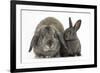 Adult Lop and Baby Agouti Rabbits-Mark Taylor-Framed Photographic Print