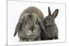 Adult Lop and Baby Agouti Rabbits-Mark Taylor-Mounted Photographic Print