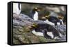 Adult Macaroni Penguins (Eudyptes Chrysolophus)-Michael Nolan-Framed Stretched Canvas