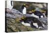 Adult Macaroni Penguins (Eudyptes Chrysolophus)-Michael Nolan-Stretched Canvas