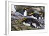 Adult Macaroni Penguins (Eudyptes Chrysolophus)-Michael Nolan-Framed Photographic Print