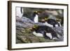 Adult Macaroni Penguins (Eudyptes Chrysolophus)-Michael Nolan-Framed Photographic Print