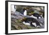 Adult Macaroni Penguins (Eudyptes Chrysolophus)-Michael Nolan-Framed Photographic Print
