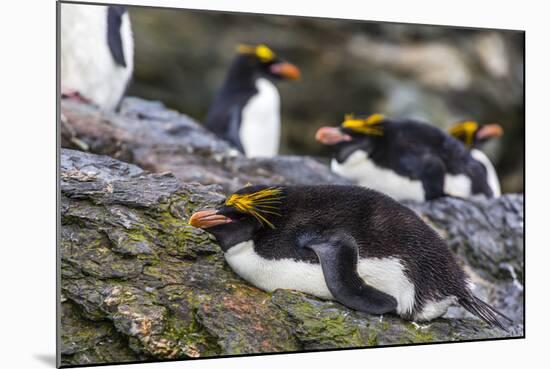 Adult Macaroni Penguins (Eudyptes Chrysolophus)-Michael Nolan-Mounted Photographic Print