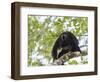 Adult male Black Howler monkey, vocalizing, Community Baboon Sanctuary, Bermudian Landing, Belize-William Sutton-Framed Photographic Print