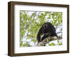 Adult male Black Howler monkey, vocalizing, Community Baboon Sanctuary, Bermudian Landing, Belize-William Sutton-Framed Photographic Print