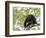 Adult male Black Howler monkey, vocalizing, Community Baboon Sanctuary, Bermudian Landing, Belize-William Sutton-Framed Photographic Print