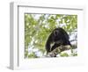 Adult male Black Howler monkey, vocalizing, Community Baboon Sanctuary, Bermudian Landing, Belize-William Sutton-Framed Photographic Print