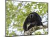 Adult male Black Howler monkey, vocalizing, Community Baboon Sanctuary, Bermudian Landing, Belize-William Sutton-Mounted Photographic Print