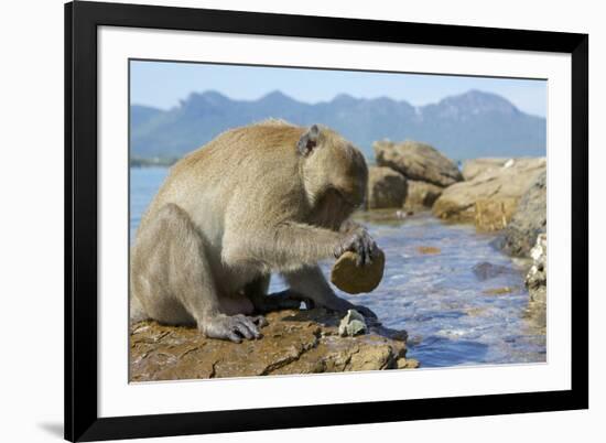 Adult Male Burmese Long Tailed Macaque (Macaca Fascicularis Aurea) Using Stone Tool to Open Oysters-Mark Macewen-Framed Photographic Print