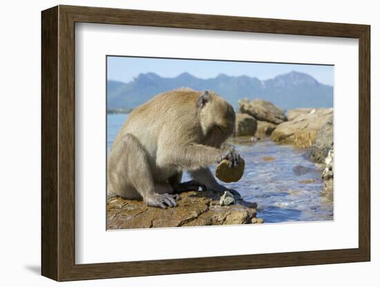 Adult Male Burmese Long Tailed Macaque (Macaca Fascicularis Aurea) Using Stone Tool to Open Oysters-Mark Macewen-Framed Photographic Print