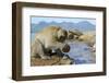 Adult Male Burmese Long Tailed Macaque (Macaca Fascicularis Aurea) Using Stone Tool to Open Oysters-Mark Macewen-Framed Photographic Print