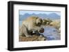 Adult Male Burmese Long Tailed Macaque (Macaca Fascicularis Aurea) Using Stone Tool to Open Oysters-Mark Macewen-Framed Photographic Print