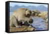 Adult Male Burmese Long Tailed Macaque (Macaca Fascicularis Aurea) Using Stone Tool to Open Oysters-Mark Macewen-Framed Stretched Canvas