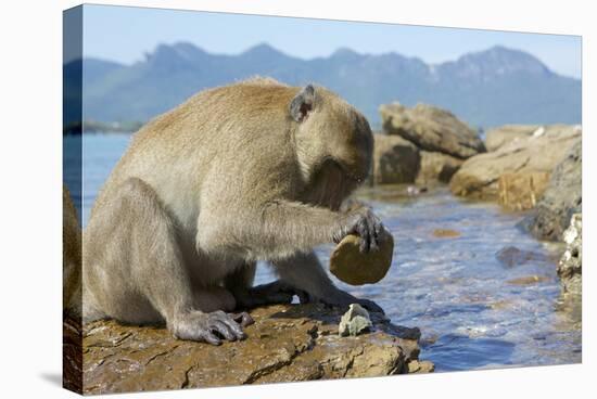 Adult Male Burmese Long Tailed Macaque (Macaca Fascicularis Aurea) Using Stone Tool to Open Oysters-Mark Macewen-Stretched Canvas