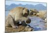 Adult Male Burmese Long Tailed Macaque (Macaca Fascicularis Aurea) Using Stone Tool to Open Oysters-Mark Macewen-Mounted Photographic Print