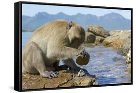 Adult Male Burmese Long Tailed Macaque (Macaca Fascicularis Aurea) Using Stone Tool to Open Oysters-Mark Macewen-Framed Stretched Canvas