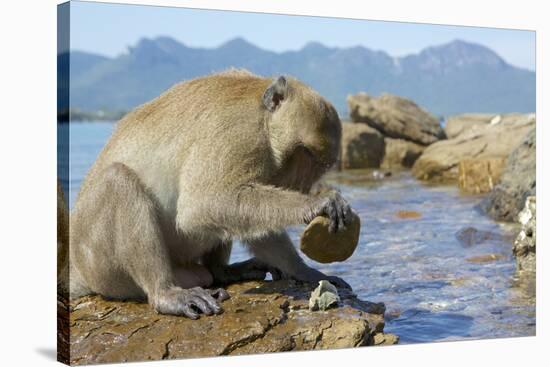 Adult Male Burmese Long Tailed Macaque (Macaca Fascicularis Aurea) Using Stone Tool to Open Oysters-Mark Macewen-Stretched Canvas