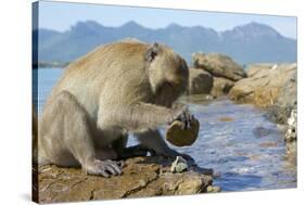 Adult Male Burmese Long Tailed Macaque (Macaca Fascicularis Aurea) Using Stone Tool to Open Oysters-Mark Macewen-Stretched Canvas