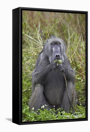 Adult Male Chacma Baboon (Papio Ursinus) Eating a Water Lily Tuber-James-Framed Stretched Canvas