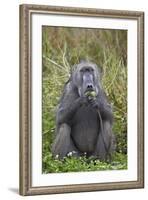 Adult Male Chacma Baboon (Papio Ursinus) Eating a Water Lily Tuber-James-Framed Photographic Print