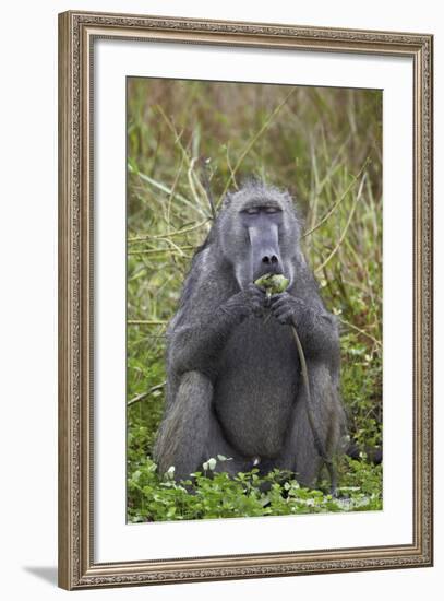 Adult Male Chacma Baboon (Papio Ursinus) Eating a Water Lily Tuber-James-Framed Photographic Print