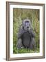 Adult Male Chacma Baboon (Papio Ursinus) Eating a Water Lily Tuber-James-Framed Photographic Print