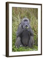 Adult Male Chacma Baboon (Papio Ursinus) Eating a Water Lily Tuber-James-Framed Photographic Print