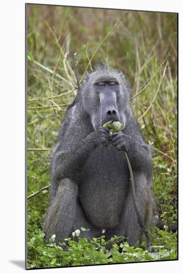 Adult Male Chacma Baboon (Papio Ursinus) Eating a Water Lily Tuber-James-Mounted Photographic Print