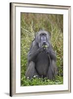 Adult Male Chacma Baboon (Papio Ursinus) Eating a Water Lily Tuber-James-Framed Photographic Print