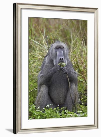 Adult Male Chacma Baboon (Papio Ursinus) Eating a Water Lily Tuber-James-Framed Photographic Print