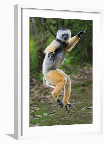 Adult Male Diademed Sifaka (Propithecus Diadema) Between Forest Fragments-Nick Garbutt-Framed Photographic Print