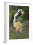 Adult Male Diademed Sifaka (Propithecus Diadema) Between Forest Fragments-Nick Garbutt-Framed Photographic Print