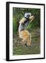 Adult Male Diademed Sifaka (Propithecus Diadema) Between Forest Fragments-Nick Garbutt-Framed Photographic Print