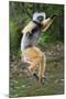 Adult Male Diademed Sifaka (Propithecus Diadema) Between Forest Fragments-Nick Garbutt-Mounted Photographic Print