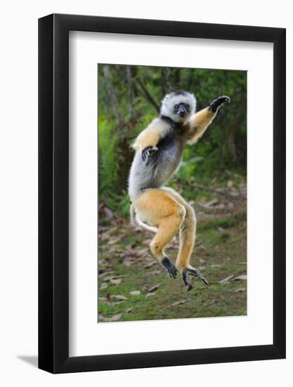 Adult Male Diademed Sifaka (Propithecus Diadema) Between Forest Fragments-Nick Garbutt-Framed Photographic Print